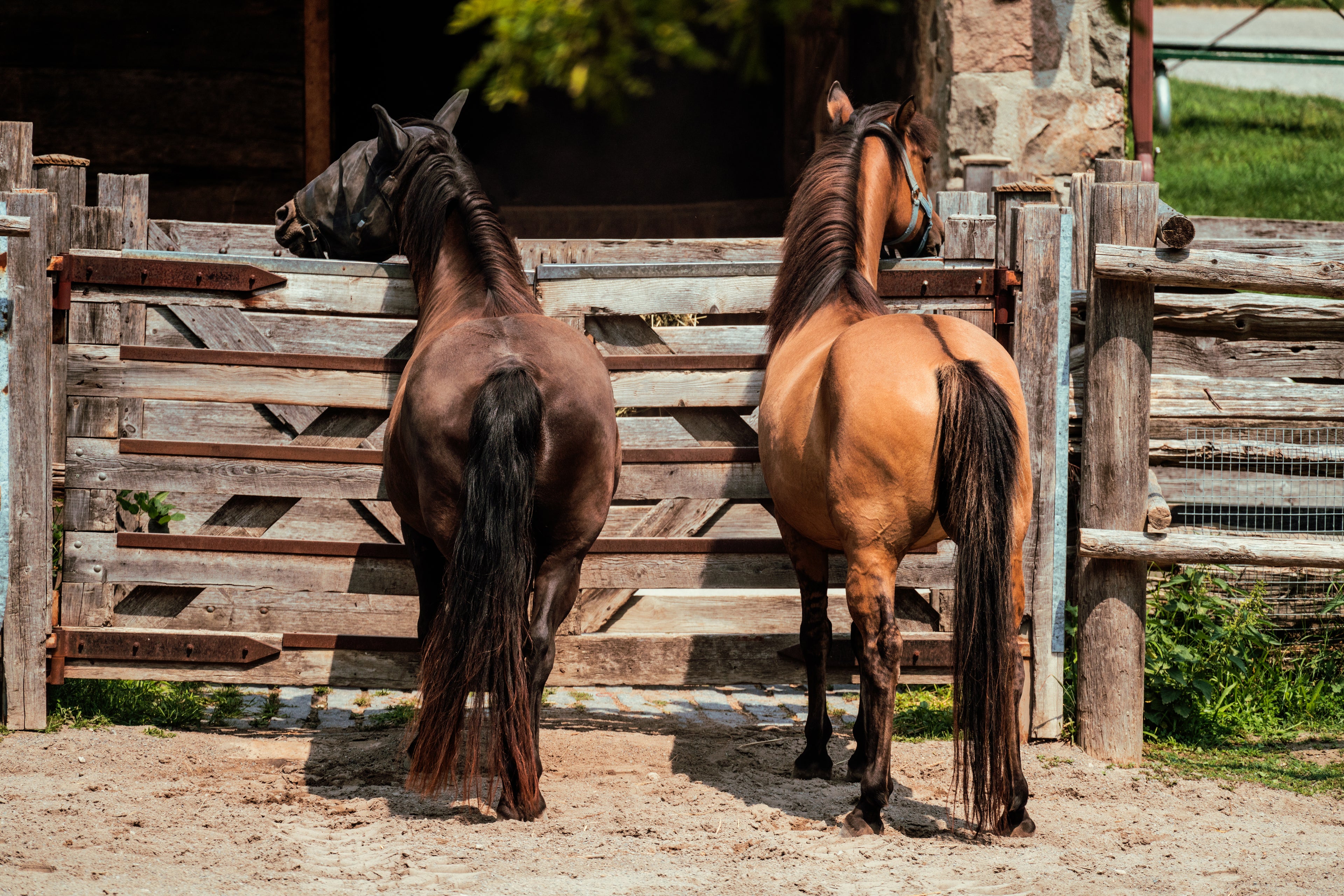 Horses, Buddies, Horseriding